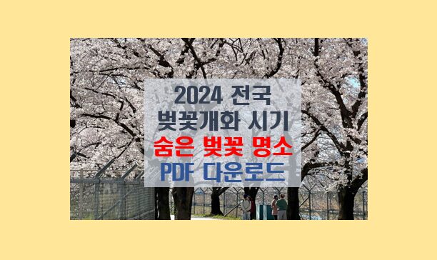 2024 벚꽃